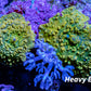 Corellamorph -Gold and Green Mushroom Coral WYSIWYG Corellamorph -Gold and Green Mushroom Coral WYSIWYG Animals & Pet Supplies Corellamorph -Gold and Green Mushroom Coral WYSIWYG Zeo Box Reef