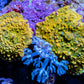 Corellamorph -Gold and Green Mushroom Coral WYSIWYG Corellamorph -Gold and Green Mushroom Coral WYSIWYG Animals & Pet Supplies Corellamorph -Gold and Green Mushroom Coral WYSIWYG Zeo Box Reef