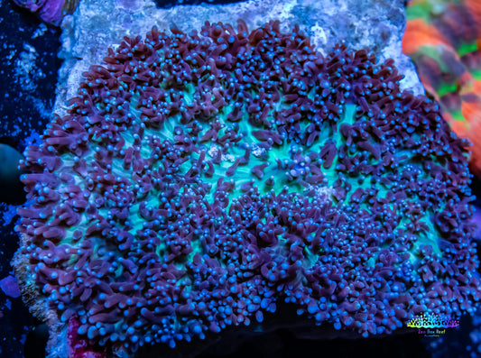 Corellamorph - Fluffy  Morph Coral WYSIWYG 6cm Corellamorph - Fluffy  Morph Coral WYSIWYG 6cm Animals & Pet Supplies Corellamorph - Fluffy  Morph Coral WYSIWYG 6cm Zeo Box Reef