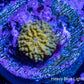 Corellamorph - Gold Morph Coral Pup WYSIWYG Corellamorph - Gold Morph Coral Pup WYSIWYG Animals & Pet Supplies Corellamorph - Gold Morph Coral Pup WYSIWYG Zeo Box Reef