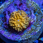 Corellamorph - Gold Morph Coral Pup WYSIWYG Corellamorph - Gold Morph Coral Pup WYSIWYG Animals & Pet Supplies Corellamorph - Gold Morph Coral Pup WYSIWYG Zeo Box Reef