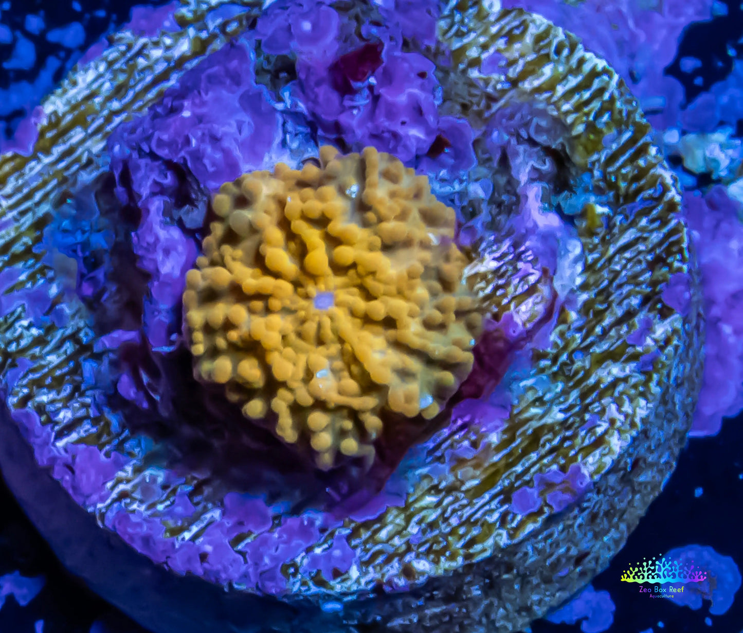 Corellamorph - Gold Morph Coral Pup WYSIWYG Corellamorph - Gold Morph Coral Pup WYSIWYG Animals & Pet Supplies Corellamorph - Gold Morph Coral Pup WYSIWYG Zeo Box Reef