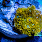 Corellamorph - Gold Morph Coral WYSIWYG 1cm  E2R1B2 Corellamorph - Gold Morph Coral WYSIWYG 1cm  E2R1B2 Animals & Pet Supplies Corellamorph - Gold Morph Coral WYSIWYG 1cm  E2R1B2 Zeo Box Reef