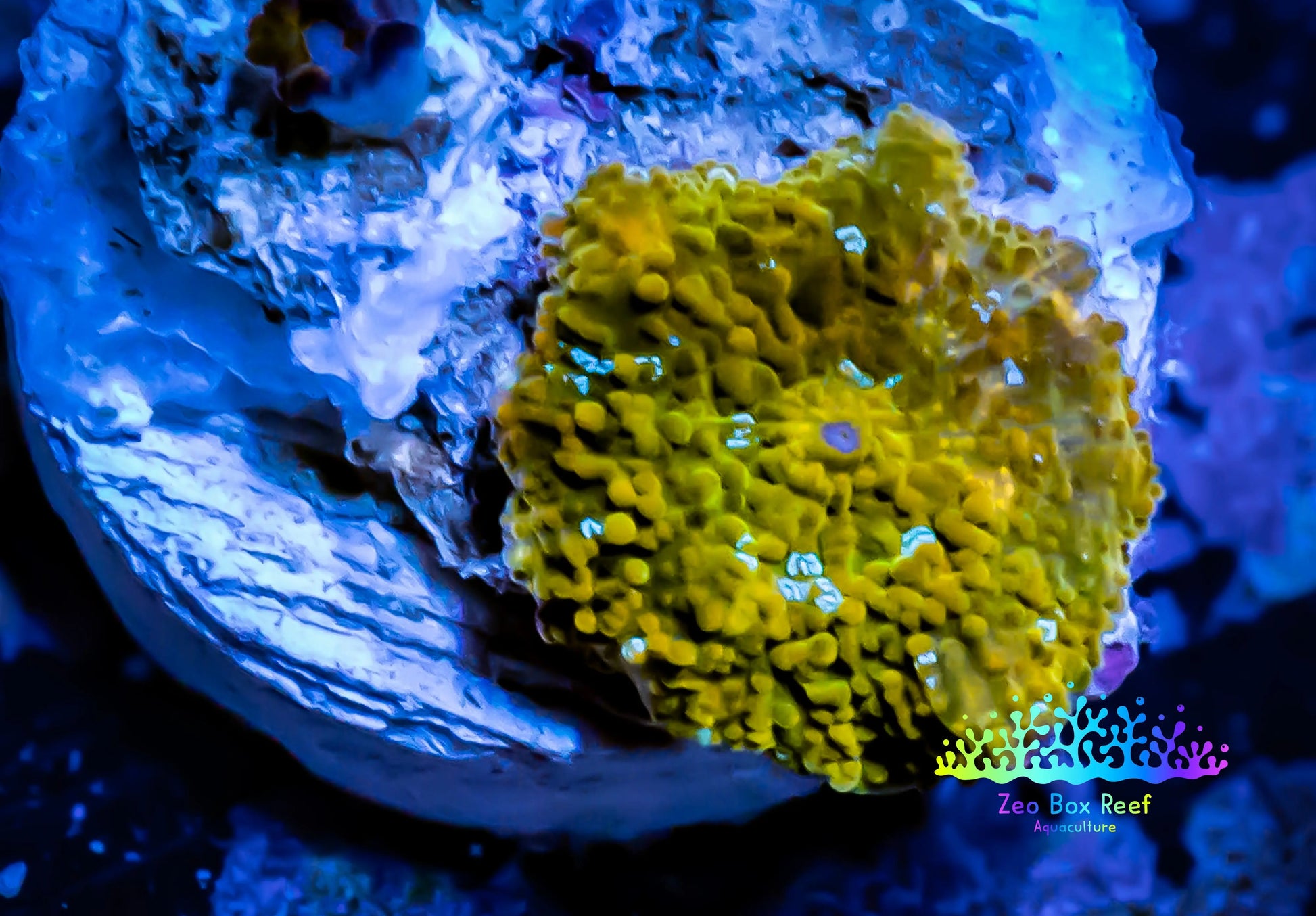 Corellamorph - Gold Morph Coral WYSIWYG 1cm  E2R1B2 Corellamorph - Gold Morph Coral WYSIWYG 1cm  E2R1B2 Animals & Pet Supplies Corellamorph - Gold Morph Coral WYSIWYG 1cm  E2R1B2 Zeo Box Reef