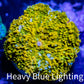 Corellamorph - Gold Morph Coral WYSIWYG 2cm Corellamorph - Gold Morph Coral WYSIWYG 2cm Animals & Pet Supplies Corellamorph - Gold Morph Coral WYSIWYG 2cm Zeo Box Reef