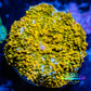 Corellamorph - Gold Morph Coral WYSIWYG 2cm Corellamorph - Gold Morph Coral WYSIWYG 2cm Animals & Pet Supplies Corellamorph - Gold Morph Coral WYSIWYG 2cm Zeo Box Reef