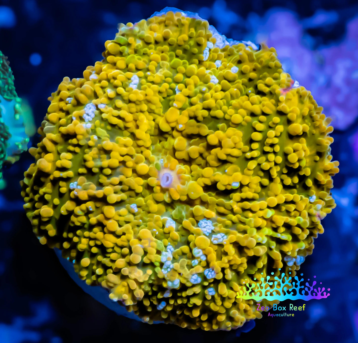 Corellamorph - Gold Morph Coral WYSIWYG 2cm Corellamorph - Gold Morph Coral WYSIWYG 2cm Animals & Pet Supplies Corellamorph - Gold Morph Coral WYSIWYG 2cm Zeo Box Reef