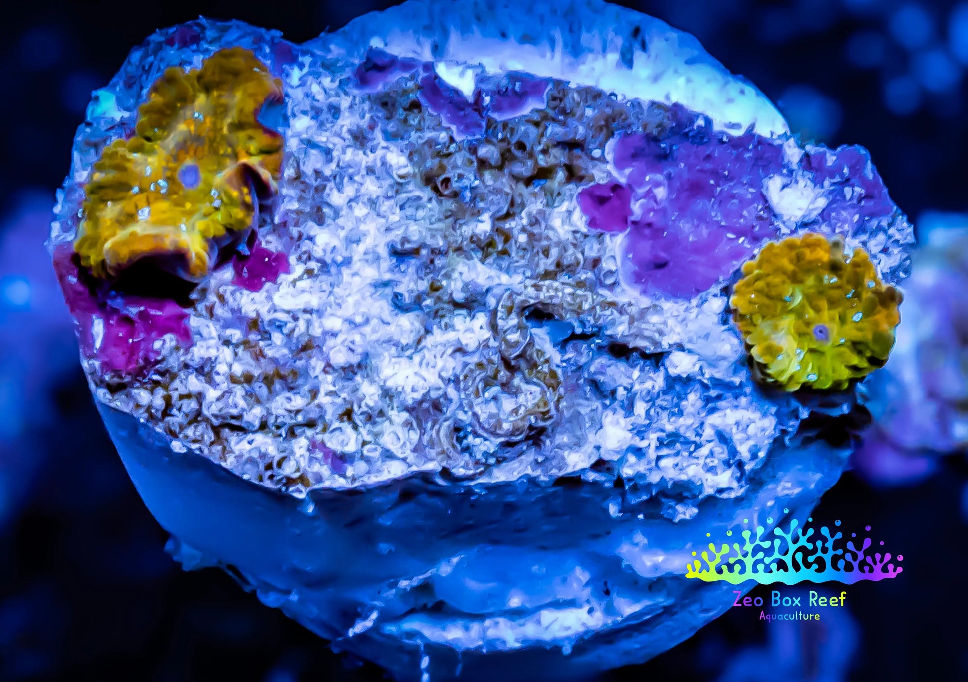 Corellamorph - Gold Morph Coral WYSIWYG 2x Pups E3R1B2 Corellamorph - Gold Morph Coral WYSIWYG 2x Pups E3R1B2 Animals & Pet Supplies Corellamorph - Gold Morph Coral WYSIWYG 2x Pups E3R1B2 Zeo Box Reef