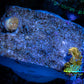 Corellamorph - Gold Morph Coral WYSIWYG 2x pups Corellamorph - Gold Morph Coral WYSIWYG 2x pups Animals & Pet Supplies Corellamorph - Gold Morph Coral WYSIWYG 2x pups Zeo Box Reef