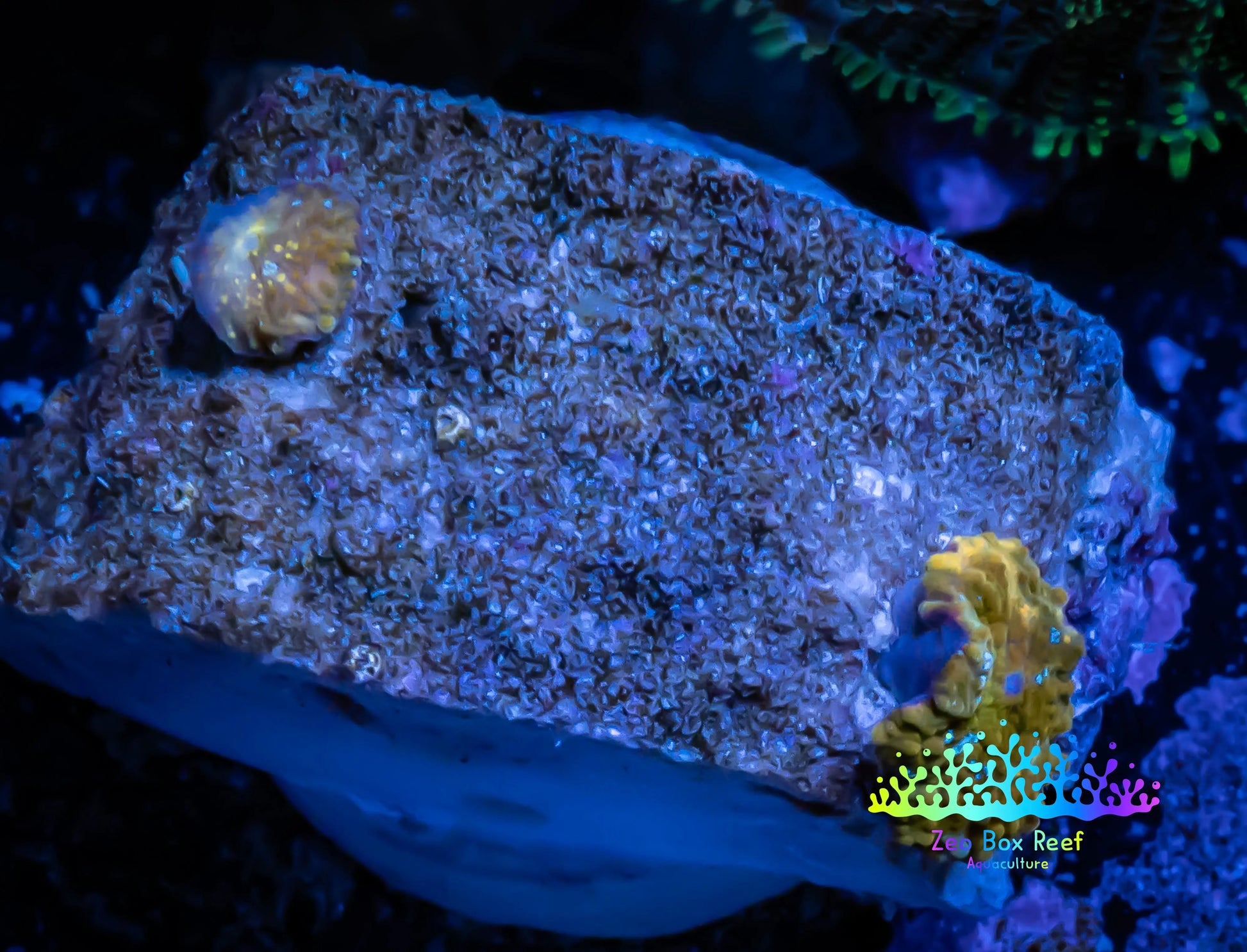 Corellamorph - Gold Morph Coral WYSIWYG 2x pups Corellamorph - Gold Morph Coral WYSIWYG 2x pups Animals & Pet Supplies Corellamorph - Gold Morph Coral WYSIWYG 2x pups Zeo Box Reef