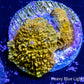 Corellamorph - Gold Morph Coral WYSIWYG Corellamorph - Gold Morph Coral WYSIWYG Animals & Pet Supplies Corellamorph - Gold Morph Coral WYSIWYG Zeo Box Reef