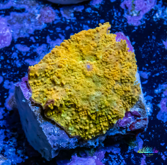 Corellamorph - Gold Morph Coral Corellamorph - Gold Morph Coral Animals & Pet Supplies Corellamorph - Gold Morph Coral Zeo Box Reef