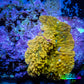 Corellamorph - Gold Rush Morph Coral WYSIWYG 0.75cm Corellamorph - Gold Rush Morph Coral WYSIWYG 0.75cm Animals & Pet Supplies Corellamorph - Gold Rush Morph Coral WYSIWYG 0.75cm Zeo Box Reef