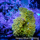 Corellamorph - Gold Rush Morph Coral WYSIWYG 0.75cm Corellamorph - Gold Rush Morph Coral WYSIWYG 0.75cm Animals & Pet Supplies Corellamorph - Gold Rush Morph Coral WYSIWYG 0.75cm Zeo Box Reef
