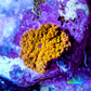 Corellamorph - Golden Nebula 🌟 Morph Coral 0.5cm WYSUWYG Corellamorph - Golden Nebula 🌟 Morph Coral 0.5cm WYSUWYG Animals & Pet Supplies Corellamorph - Golden Nebula 🌟 Morph Coral 0.5cm WYSUWYG Zeo Box Reef