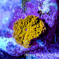 Corellamorph - Golden Nebula 🌟 Morph Coral 0.5cm WYSUWYG Corellamorph - Golden Nebula 🌟 Morph Coral 0.5cm WYSUWYG Animals & Pet Supplies Corellamorph - Golden Nebula 🌟 Morph Coral 0.5cm WYSUWYG Zeo Box Reef