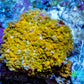 Corellamorph - Golden Nebula 🌟 Morph Coral 1.5cm WYSIWYG A02R1B1 Corellamorph - Golden Nebula 🌟 Morph Coral 1.5cm WYSIWYG A02R1B1 Animals & Pet Supplies Corellamorph - Golden Nebula 🌟 Morph Coral 1.5cm WYSIWYG A02R1B1 Zeo Box Reef