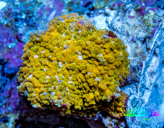 Corellamorph - Golden Nebula 🌟 Morph Coral 1.5cm WYSIWYG A02R1B1 Corellamorph - Golden Nebula 🌟 Morph Coral 1.5cm WYSIWYG A02R1B1 Animals & Pet Supplies Corellamorph - Golden Nebula 🌟 Morph Coral 1.5cm WYSIWYG A02R1B1 Zeo Box Reef