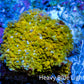 Corellamorph - Golden Nebula 🌟 Morph Coral 1.5cm WYSIWYG A02R1B1 Corellamorph - Golden Nebula 🌟 Morph Coral 1.5cm WYSIWYG A02R1B1 Animals & Pet Supplies Corellamorph - Golden Nebula 🌟 Morph Coral 1.5cm WYSIWYG A02R1B1 Zeo Box Reef