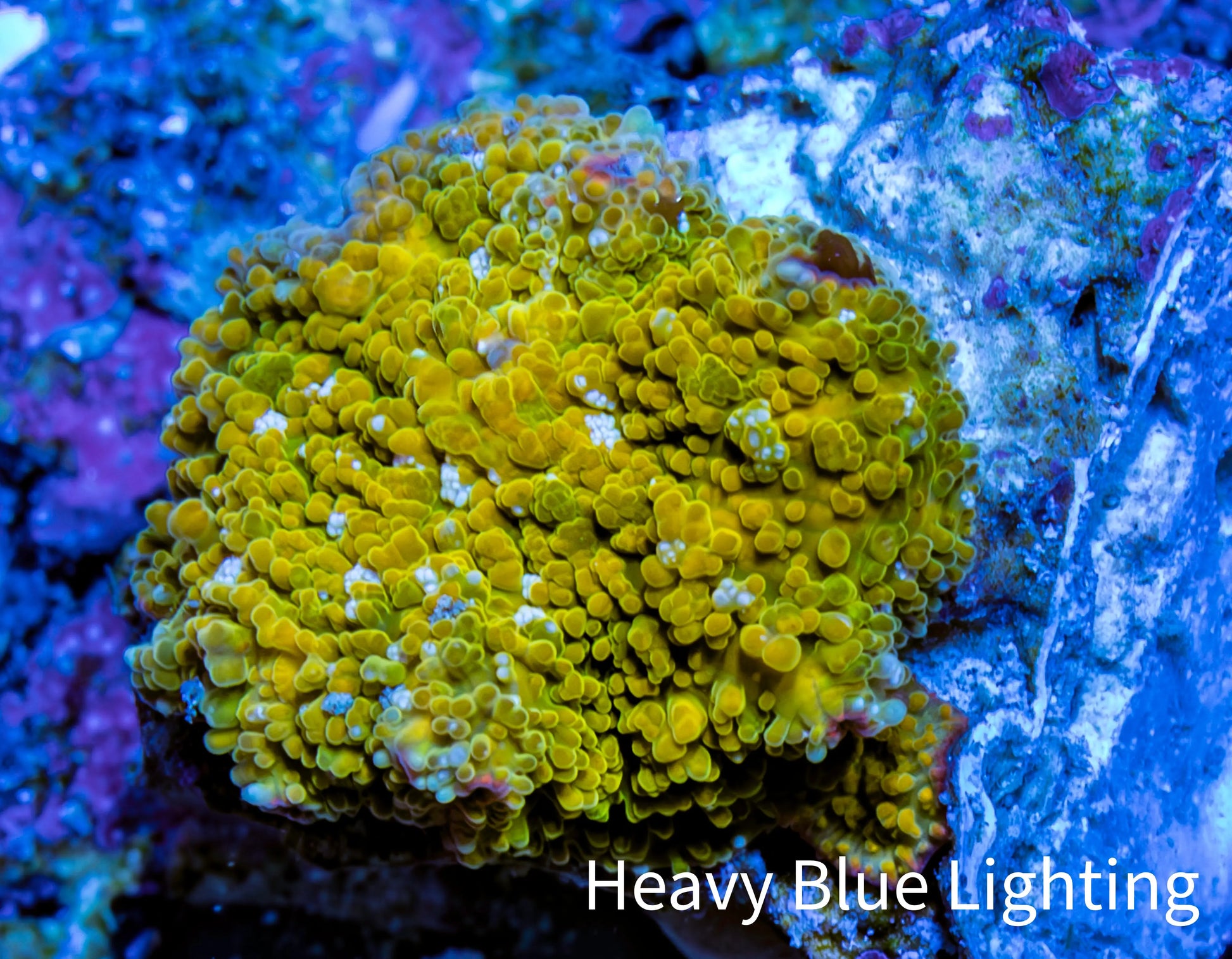 Corellamorph - Golden Nebula 🌟 Morph Coral 1.5cm WYSIWYG A02R1B1 Corellamorph - Golden Nebula 🌟 Morph Coral 1.5cm WYSIWYG A02R1B1 Animals & Pet Supplies Corellamorph - Golden Nebula 🌟 Morph Coral 1.5cm WYSIWYG A02R1B1 Zeo Box Reef
