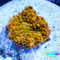 Corellamorph - Golden Nebula 🌟 Morph Coral 1.5cm WYSIWYG A1R1B1 Corellamorph - Golden Nebula 🌟 Morph Coral 1.5cm WYSIWYG A1R1B1 Animals & Pet Supplies Corellamorph - Golden Nebula 🌟 Morph Coral 1.5cm WYSIWYG A1R1B1 Zeo Box Reef