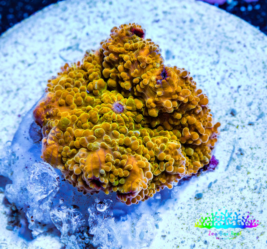 Corellamorph - Golden Nebula 🌟 Morph Coral 1.5cm WYSIWYG A1R1B1 Corellamorph - Golden Nebula 🌟 Morph Coral 1.5cm WYSIWYG A1R1B1 Animals & Pet Supplies Corellamorph - Golden Nebula 🌟 Morph Coral 1.5cm WYSIWYG A1R1B1 Zeo Box Reef