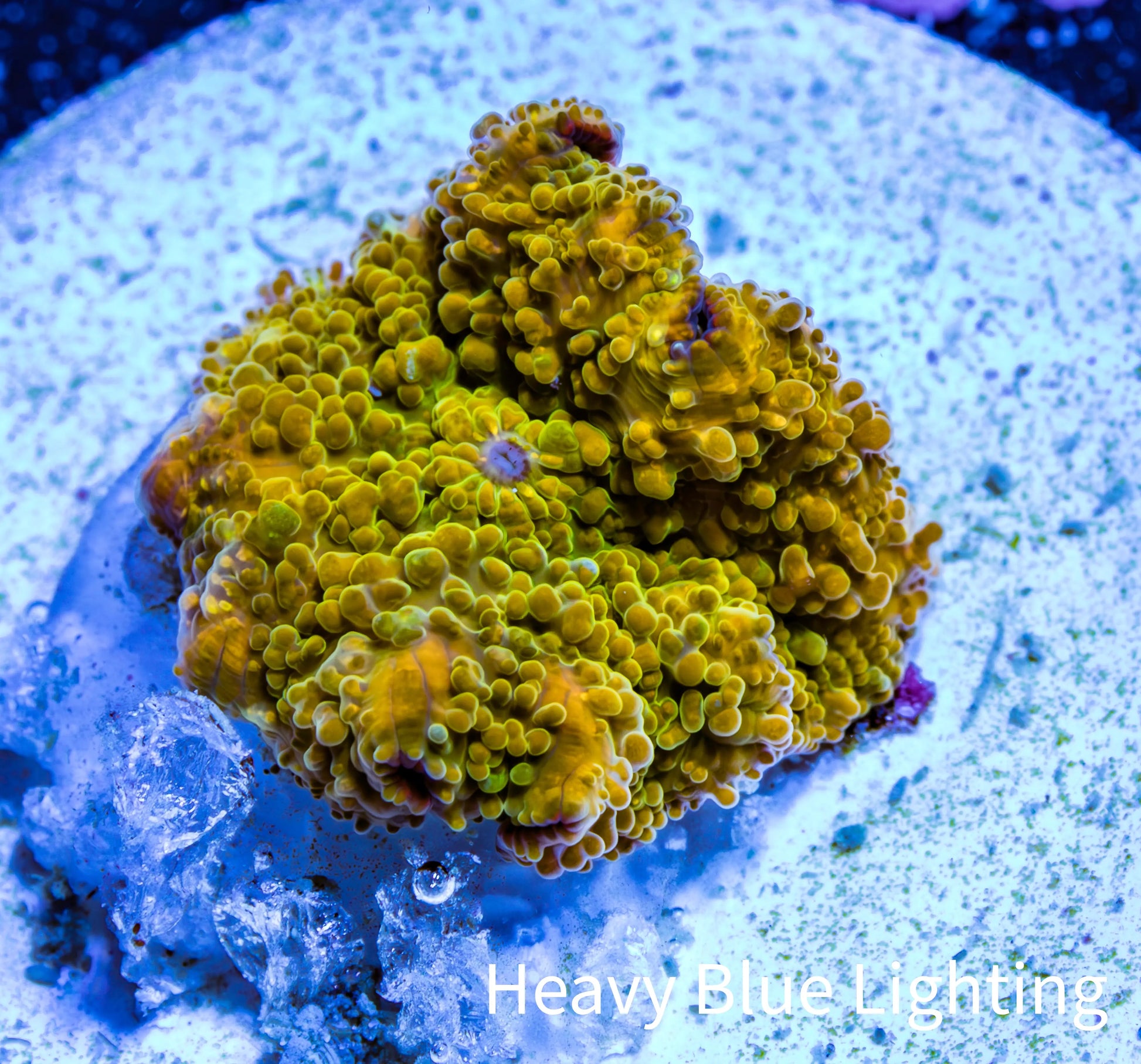 Corellamorph - Golden Nebula 🌟 Morph Coral 1.5cm WYSIWYG A1R1B1 Corellamorph - Golden Nebula 🌟 Morph Coral 1.5cm WYSIWYG A1R1B1 Animals & Pet Supplies Corellamorph - Golden Nebula 🌟 Morph Coral 1.5cm WYSIWYG A1R1B1 Zeo Box Reef
