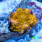 Corellamorph - Golden Nebula 🌟 Morph Coral 1.5cm WYSIWYG A2R1B1 Corellamorph - Golden Nebula 🌟 Morph Coral 1.5cm WYSIWYG A2R1B1 Animals & Pet Supplies Corellamorph - Golden Nebula 🌟 Morph Coral 1.5cm WYSIWYG A2R1B1 Zeo Box Reef
