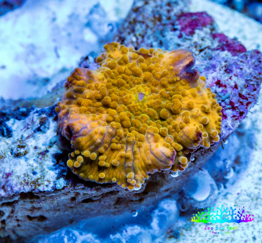 Corellamorph - Golden Nebula 🌟 Morph Coral 1.5cm WYSIWYG A2R1B1 Corellamorph - Golden Nebula 🌟 Morph Coral 1.5cm WYSIWYG A2R1B1 Animals & Pet Supplies Corellamorph - Golden Nebula 🌟 Morph Coral 1.5cm WYSIWYG A2R1B1 Zeo Box Reef