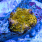 Corellamorph - Golden Nebula 🌟 Morph Coral 1.5cm WYSIWYG A2R1B1 Corellamorph - Golden Nebula 🌟 Morph Coral 1.5cm WYSIWYG A2R1B1 Animals & Pet Supplies Corellamorph - Golden Nebula 🌟 Morph Coral 1.5cm WYSIWYG A2R1B1 Zeo Box Reef