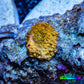 Corellamorph - Golden Nebula 🌟 Morph Coral 1.5cm WYSIWYG B3R1B1 Corellamorph - Golden Nebula 🌟 Morph Coral 1.5cm WYSIWYG B3R1B1 Animals & Pet Supplies Corellamorph - Golden Nebula 🌟 Morph Coral 1.5cm WYSIWYG B3R1B1 Zeo Box Reef