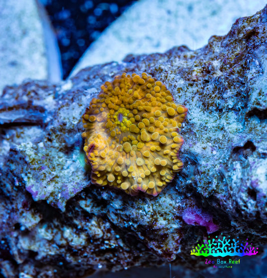 Corellamorph - Golden Nebula 🌟 Morph Coral 1.5cm WYSIWYG B3R1B1 Corellamorph - Golden Nebula 🌟 Morph Coral 1.5cm WYSIWYG B3R1B1 Animals & Pet Supplies Corellamorph - Golden Nebula 🌟 Morph Coral 1.5cm WYSIWYG B3R1B1 Zeo Box Reef