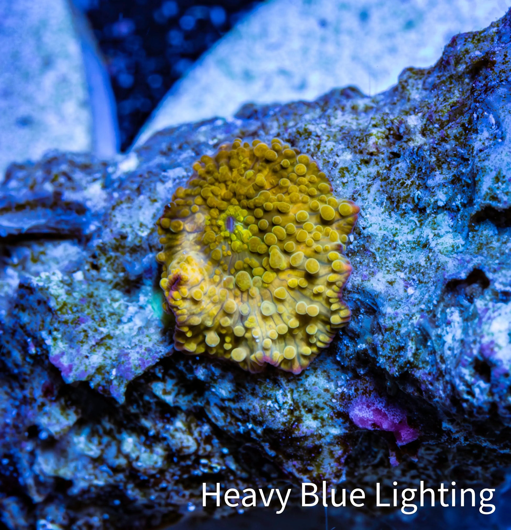 Corellamorph - Golden Nebula 🌟 Morph Coral 1.5cm WYSIWYG B3R1B1 Corellamorph - Golden Nebula 🌟 Morph Coral 1.5cm WYSIWYG B3R1B1 Animals & Pet Supplies Corellamorph - Golden Nebula 🌟 Morph Coral 1.5cm WYSIWYG B3R1B1 Zeo Box Reef