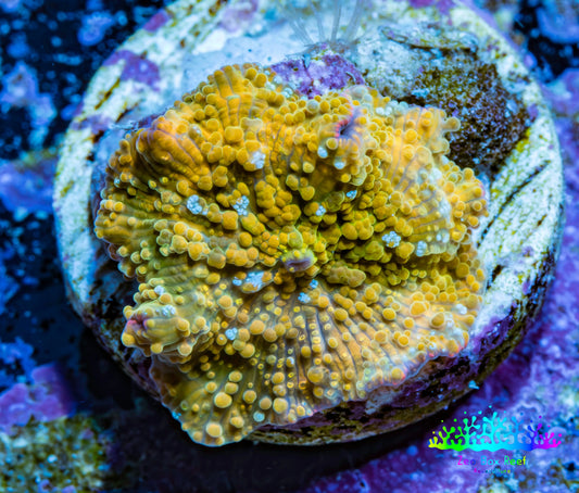 Corellamorph - Golden Nebula 🌟 Morph Coral 1.5cm WYSIWYG B3R1B1 Corellamorph - Golden Nebula 🌟 Morph Coral 1.5cm WYSIWYG B3R1B1 Animals & Pet Supplies Corellamorph - Golden Nebula 🌟 Morph Coral 1.5cm WYSIWYG B3R1B1 Zeo Box Reef
