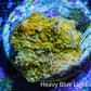 Corellamorph - Golden Nebula 🌟 Morph Coral 1.5cm WYSIWYG B3R1B1 Corellamorph - Golden Nebula 🌟 Morph Coral 1.5cm WYSIWYG B3R1B1 Animals & Pet Supplies Corellamorph - Golden Nebula 🌟 Morph Coral 1.5cm WYSIWYG B3R1B1 Zeo Box Reef