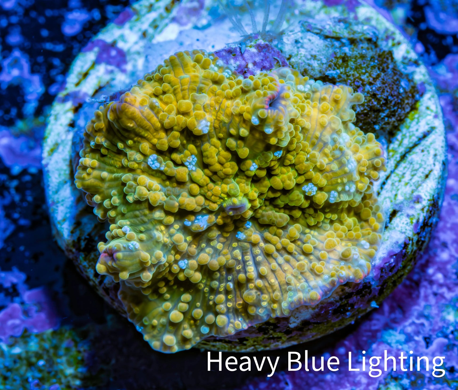 Corellamorph - Golden Nebula 🌟 Morph Coral 1.5cm WYSIWYG B3R1B1 Corellamorph - Golden Nebula 🌟 Morph Coral 1.5cm WYSIWYG B3R1B1 Animals & Pet Supplies Corellamorph - Golden Nebula 🌟 Morph Coral 1.5cm WYSIWYG B3R1B1 Zeo Box Reef