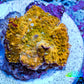 Corellamorph - Golden Nebula 🌟 Morph Coral 1.5cm WYSIWYG C1R1B1 Corellamorph - Golden Nebula 🌟 Morph Coral 1.5cm WYSIWYG C1R1B1 Animals & Pet Supplies Corellamorph - Golden Nebula 🌟 Morph Coral 1.5cm WYSIWYG C1R1B1 Zeo Box Reef