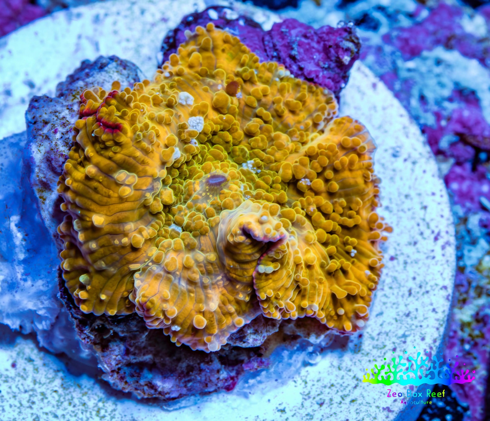 Corellamorph - Golden Nebula 🌟 Morph Coral 1.5cm WYSIWYG C1R1B1 Corellamorph - Golden Nebula 🌟 Morph Coral 1.5cm WYSIWYG C1R1B1 Animals & Pet Supplies Corellamorph - Golden Nebula 🌟 Morph Coral 1.5cm WYSIWYG C1R1B1 Zeo Box Reef
