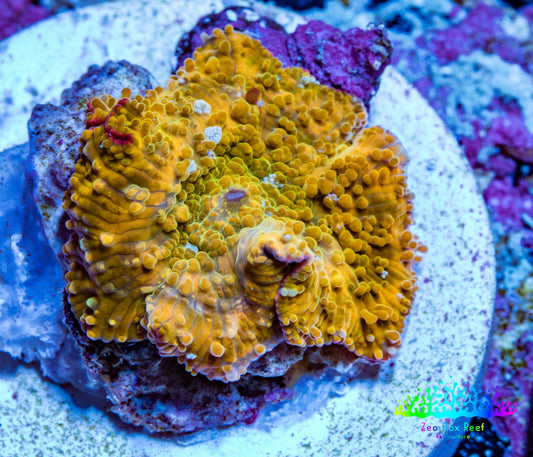 Corellamorph - Golden Nebula 🌟 Morph Coral 1.5cm WYSIWYG C1R1B1 Corellamorph - Golden Nebula 🌟 Morph Coral 1.5cm WYSIWYG C1R1B1 Animals & Pet Supplies Corellamorph - Golden Nebula 🌟 Morph Coral 1.5cm WYSIWYG C1R1B1 Zeo Box Reef