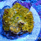 Corellamorph - Golden Nebula 🌟 Morph Coral 1.5cm WYSIWYG C1R1B1 Corellamorph - Golden Nebula 🌟 Morph Coral 1.5cm WYSIWYG C1R1B1 Animals & Pet Supplies Corellamorph - Golden Nebula 🌟 Morph Coral 1.5cm WYSIWYG C1R1B1 Zeo Box Reef