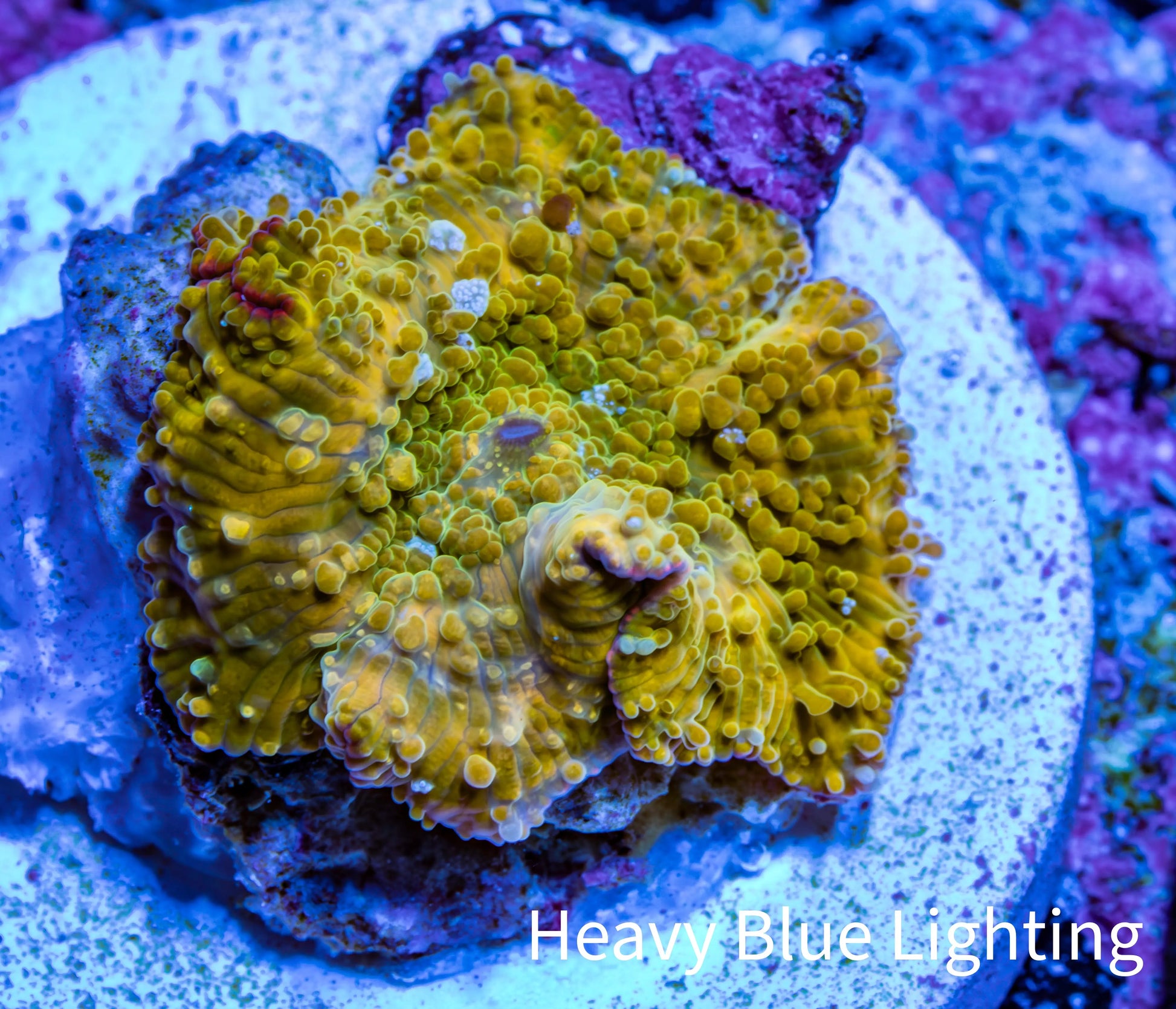 Corellamorph - Golden Nebula 🌟 Morph Coral 1.5cm WYSIWYG C1R1B1 Corellamorph - Golden Nebula 🌟 Morph Coral 1.5cm WYSIWYG C1R1B1 Animals & Pet Supplies Corellamorph - Golden Nebula 🌟 Morph Coral 1.5cm WYSIWYG C1R1B1 Zeo Box Reef