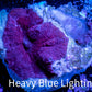 Corellamorph - Morph Coral WYSIWYG 1cm C7r1b2 Corellamorph - Morph Coral WYSIWYG 1cm C7r1b2 Animals & Pet Supplies Corellamorph - Morph Coral WYSIWYG 1cm C7r1b2 Zeo Box Reef