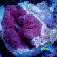 Corellamorph - Morph Coral WYSIWYG 1cm C7r1b2 Corellamorph - Morph Coral WYSIWYG 1cm C7r1b2 Animals & Pet Supplies Corellamorph - Morph Coral WYSIWYG 1cm C7r1b2 Zeo Box Reef