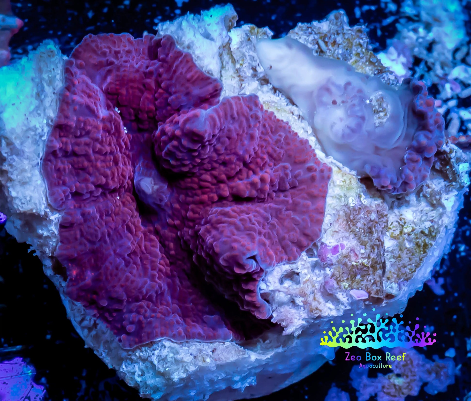 Corellamorph - Morph Coral WYSIWYG 1cm C7r1b2 Corellamorph - Morph Coral WYSIWYG 1cm C7r1b2 Animals & Pet Supplies Corellamorph - Morph Coral WYSIWYG 1cm C7r1b2 Zeo Box Reef