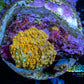 Corellamorph - Morph Coral WYSIWYG  G1R1B2 0.5cm Corellamorph - Morph Coral WYSIWYG  G1R1B2 0.5cm Animals & Pet Supplies Corellamorph - Morph Coral WYSIWYG  G1R1B2 0.5cm Zeo Box Reef