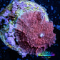 Corellamorph - Morph Coral WYSIWYG  G2R1B2 1.5cm Corellamorph - Morph Coral WYSIWYG  G2R1B2 1.5cm Animals & Pet Supplies Corellamorph - Morph Coral WYSIWYG  G2R1B2 1.5cm Zeo Box Reef