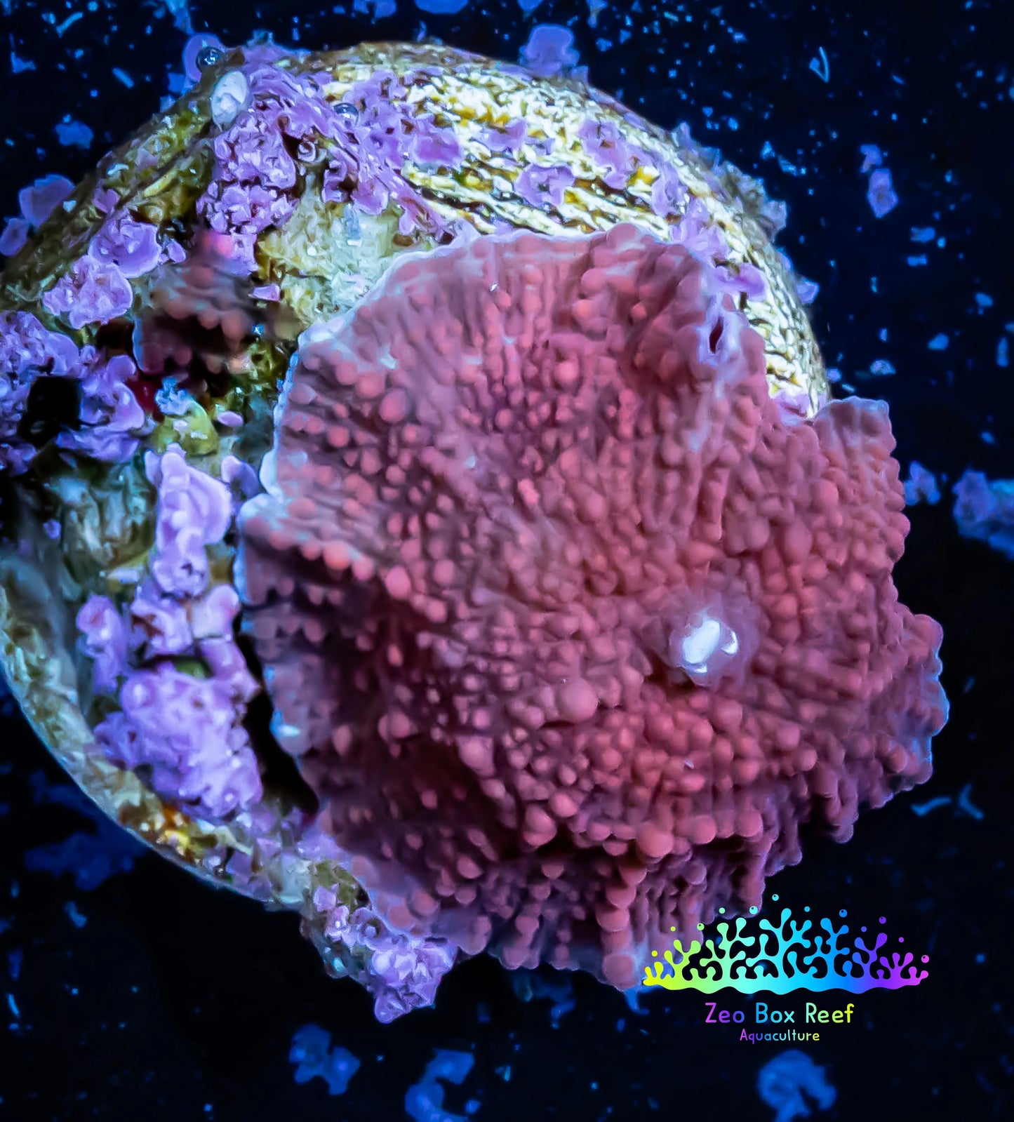 Corellamorph - Morph Coral WYSIWYG  G2R1B2 1.5cm Corellamorph - Morph Coral WYSIWYG  G2R1B2 1.5cm Animals & Pet Supplies Corellamorph - Morph Coral WYSIWYG  G2R1B2 1.5cm Zeo Box Reef