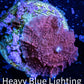 Corellamorph - Morph Coral WYSIWYG  G2R1B2 1.5cm Corellamorph - Morph Coral WYSIWYG  G2R1B2 1.5cm Animals & Pet Supplies Corellamorph - Morph Coral WYSIWYG  G2R1B2 1.5cm Zeo Box Reef