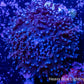 Corellamorph -  Purple Fluffy  Morph Coral WYSIWYG 3cm Corellamorph -  Purple Fluffy  Morph Coral WYSIWYG 3cm Animals & Pet Supplies Corellamorph -  Purple Fluffy  Morph Coral WYSIWYG 3cm Zeo Box Reef