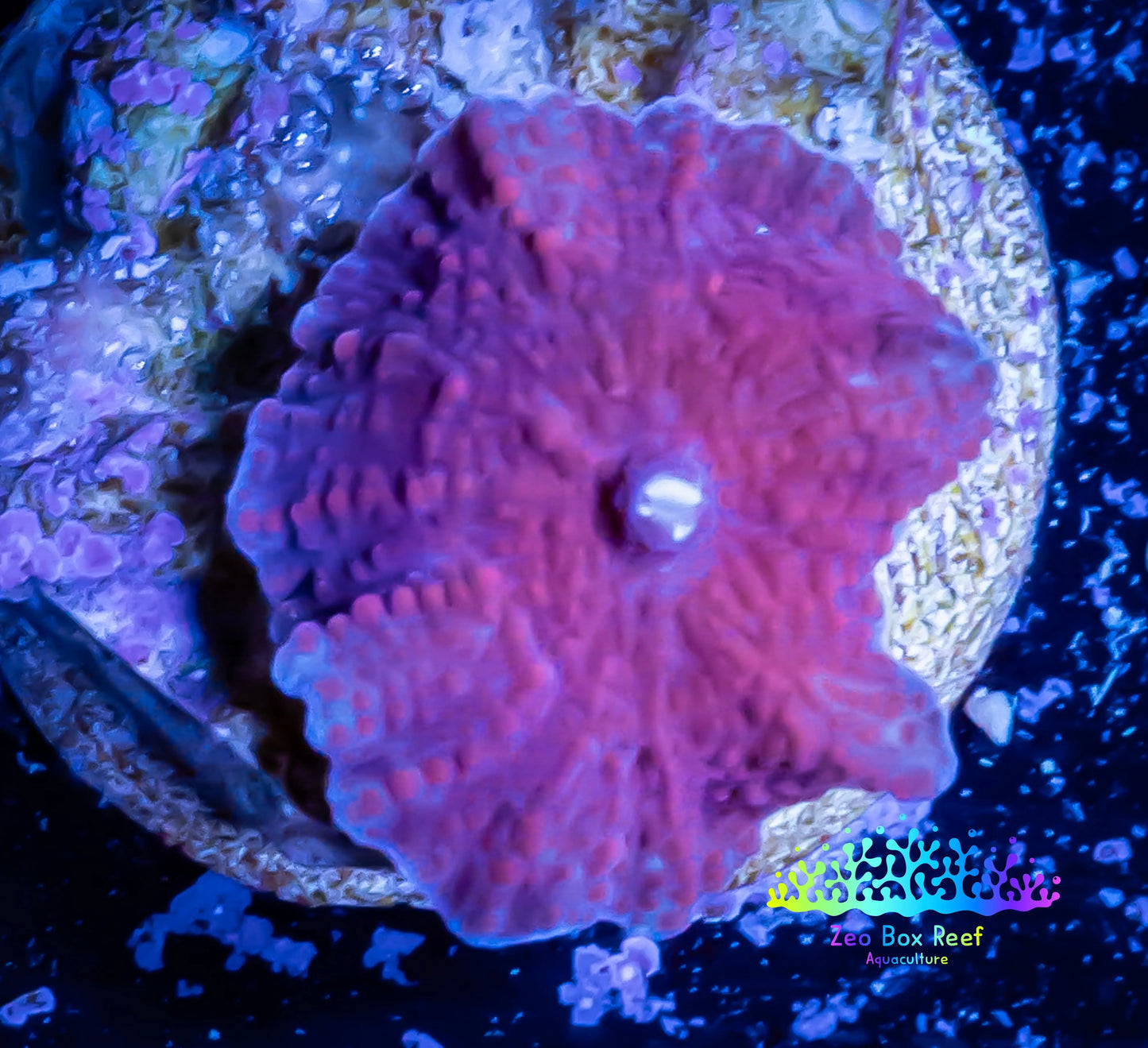 Corellamorph - Purple Morph Coral WYSIWYG 1cm  F3R1B2 Corellamorph - Purple Morph Coral WYSIWYG 1cm  F3R1B2 Animals & Pet Supplies Corellamorph - Purple Morph Coral WYSIWYG 1cm  F3R1B2 Zeo Box Reef